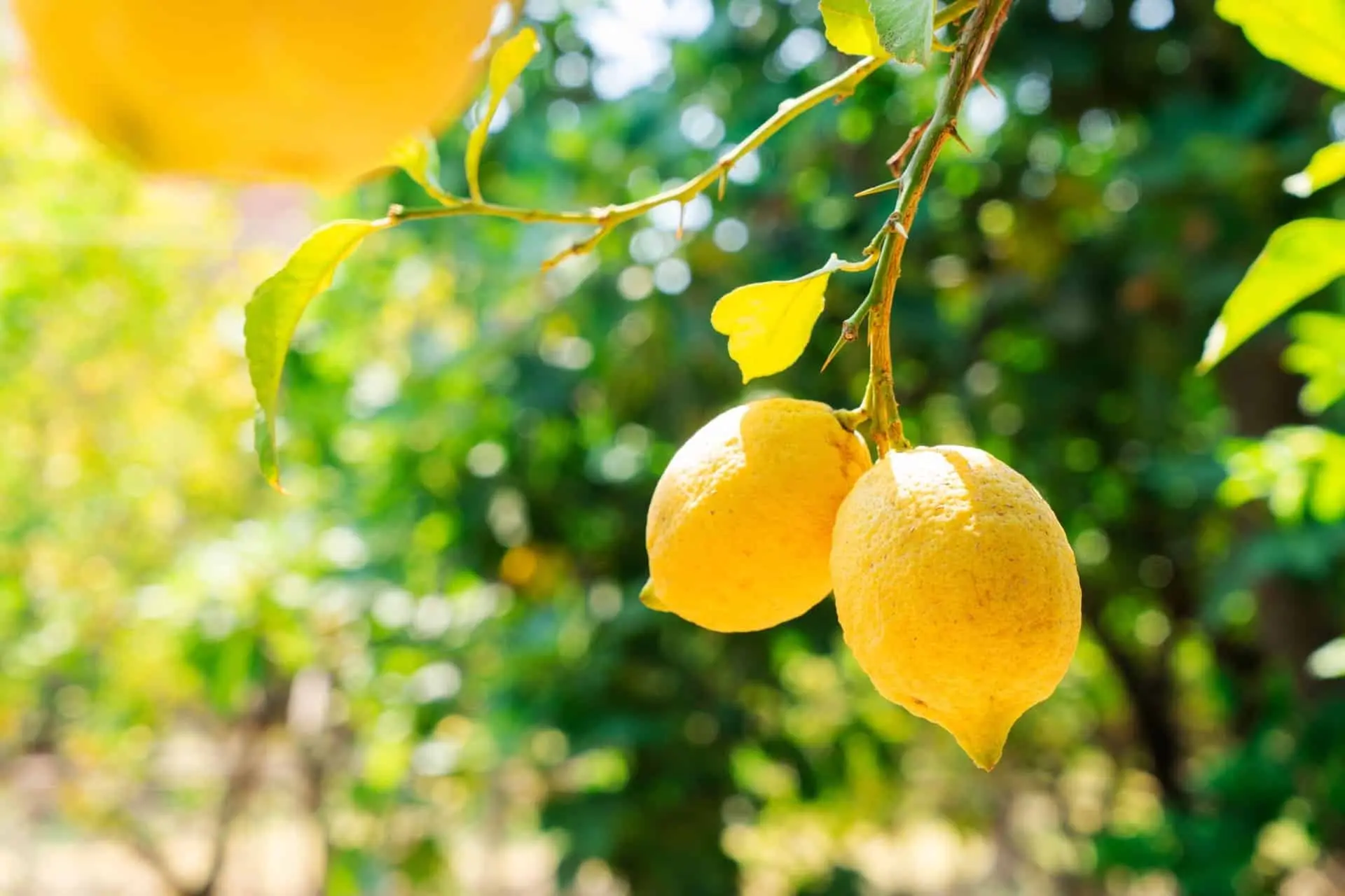 Amalfi Lemon