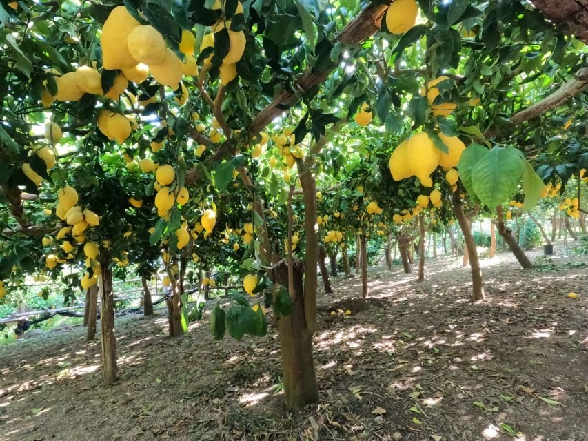 Amalfi Lemon Tour